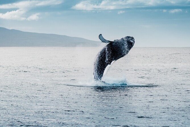 Waikiki Whale Watching Cruise - Final Thoughts: Is It Worth It?