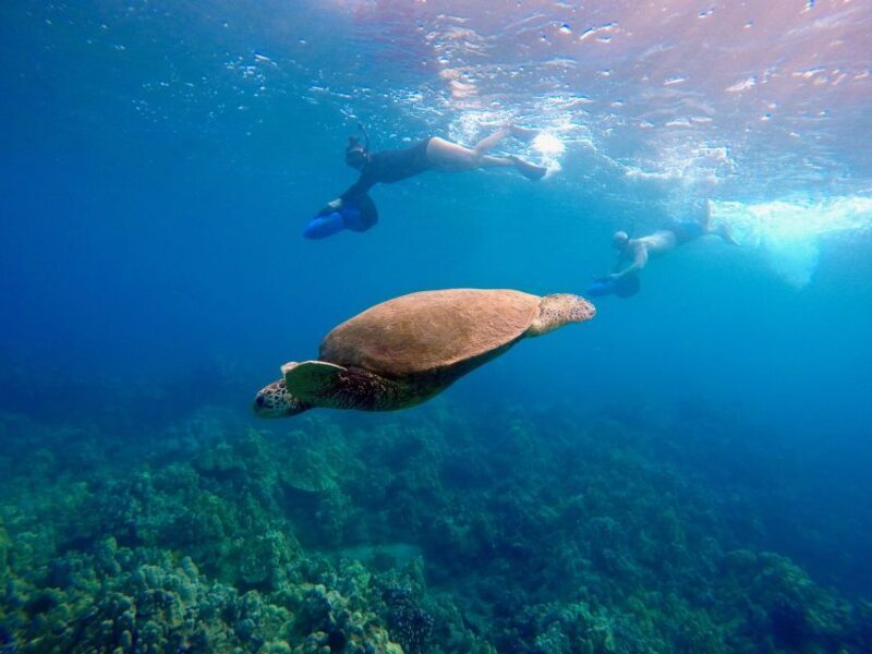 Wailea Beach: Guided Sea Scooter Snorkeling Tour - A Deep Dive into the Tour Experience