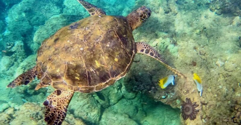 Wailea Beach: Snorkeling for Non-Swimmers Guided Tour - An Honest Look at the Snorkeling Adventure