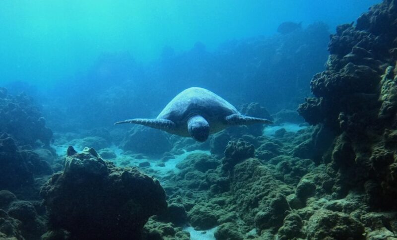 Wailea Beach: Snorkeling for Non-Swimmers Guided Tour - Final Thoughts
