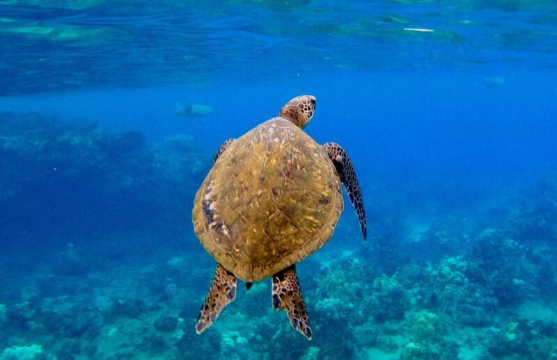 Wailea Beach: Snorkeling for Non-Swimmers Guided Tour - FAQ