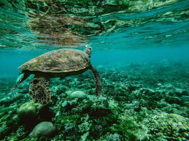 Wailea: Turtle Town Snorkeling Trip with Photo and Video - An In-Depth Look at the Experience