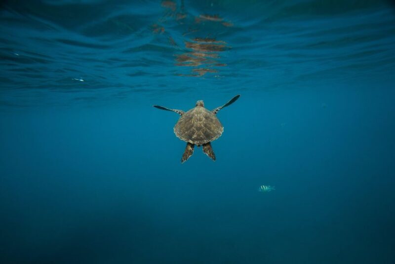 Wailea: Turtle Town Snorkeling Trip with Photo and Video - Final Thoughts