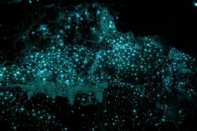 Waiomio Kawiti Glowworm Cave & Ngawha Hot Springs day tour - Key Points