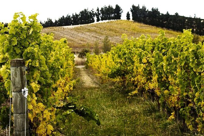 Waipara Valley Winery Tour Wine Tastings and Scenic Views - What Makes This Tour Stand Out?