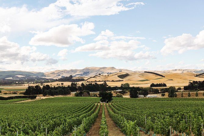 Waipara Wine Tour from Christchurch - including Lunch & Tastings - The Sum Up