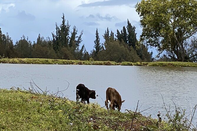 Waipio on Horseback: Mountain Ocean Views Working Cattle Ranch - Who Will Love This Tour?