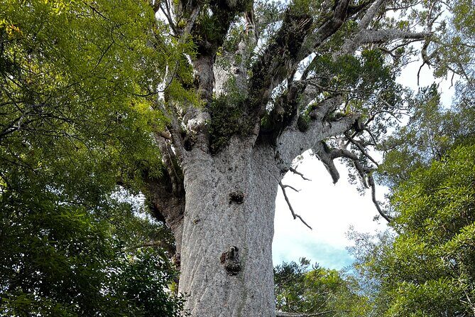 WAIPOUA FOREST Tane Mahuta & KAURI MUSEUM Day Tour from Auckland - Stop 2: Te Matua Ngahere – The Father of the Forest