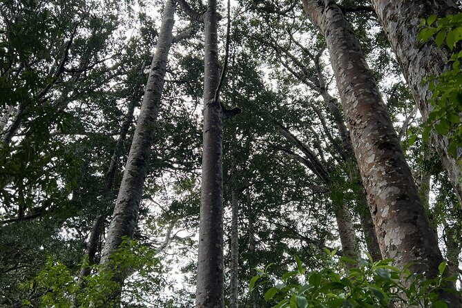 WAIPOUA FOREST Tane Mahuta & KAURI MUSEUM Day Tour from Auckland - Stop 3: The Kauri Museum in Matakohe