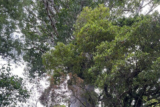 WAIPOUA FOREST Tane Mahuta & KAURI MUSEUM Day Tour from Auckland - Return Trip and Practical Details