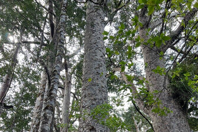 WAIPOUA FOREST Tane Mahuta & KAURI MUSEUM Day Tour from Auckland - The Experience and What Travelers Say
