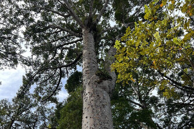 WAIPOUA FOREST Tane Mahuta & KAURI MUSEUM Day Tour from Auckland - Who Will Love This Tour?