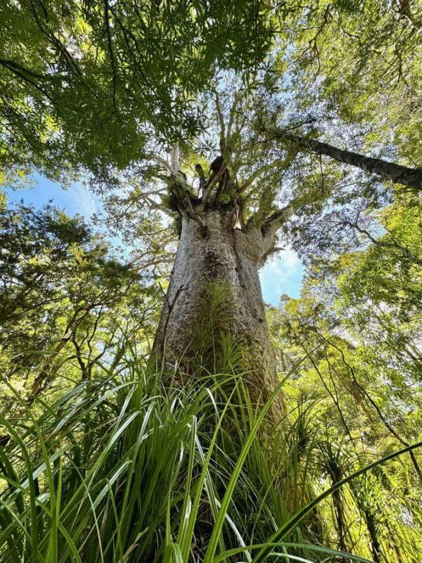 Waipoua Forest: Tane Mahuta & Kauri Museum from Auckland - A Deep Dive Into the Experience