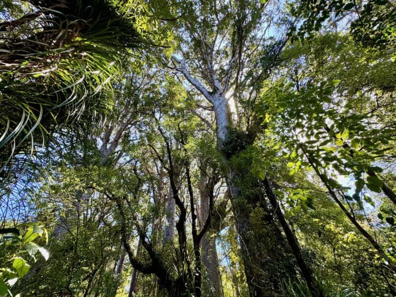 Waipoua Forest: Tane Mahuta & Kauri Museum from Auckland - Practical Tips for Participants