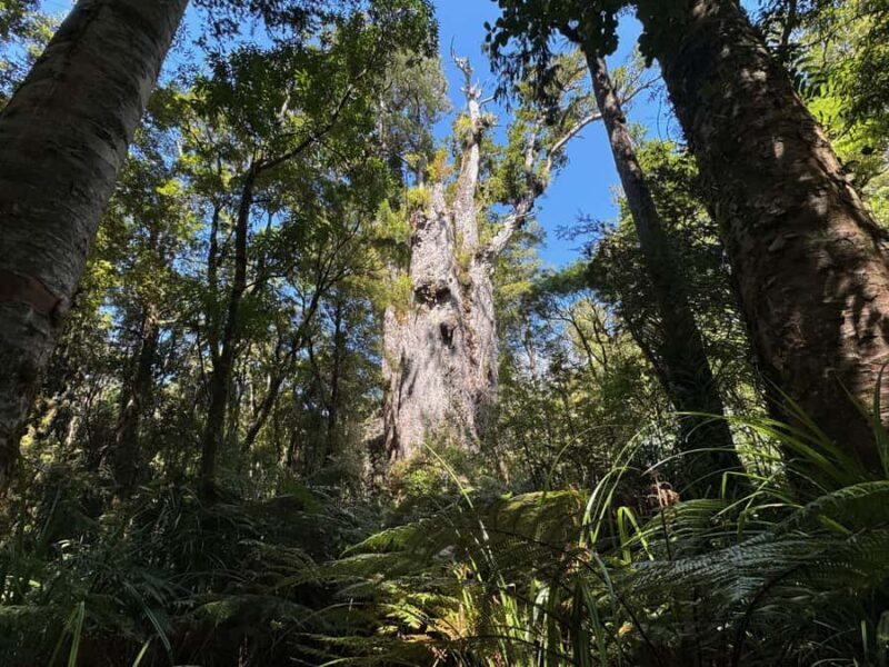 Waipoua Forest: Tane Mahuta & Kauri Museum from Auckland - Frequently Asked Questions