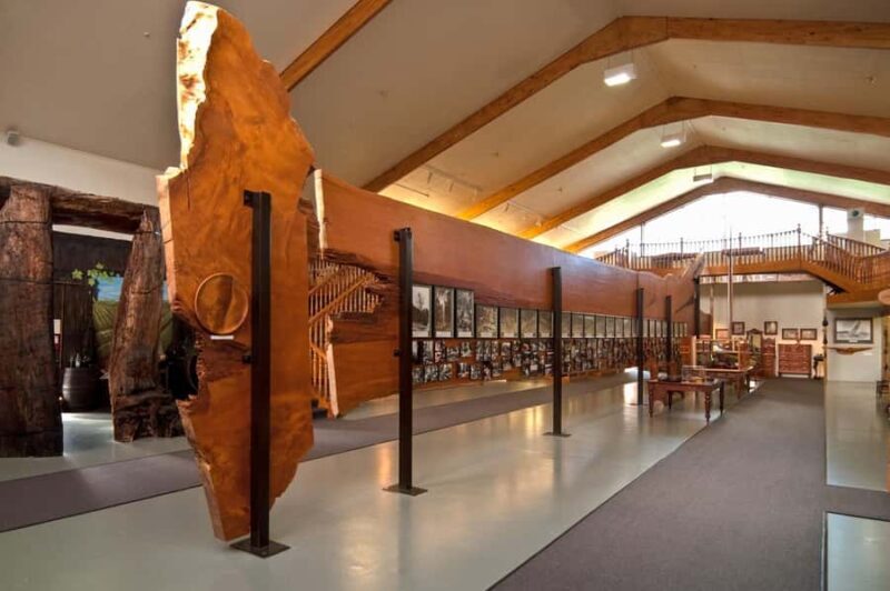 Waipoua KAURI Forest, Tane Mahuta & Museum Tour Ex Auckland - A Deep Dive into Your Day Tour Experience