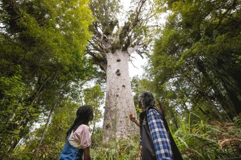 Waipoua KAURI Forest, Tane Mahuta & Museum Tour Ex Auckland - The Value of This Tour