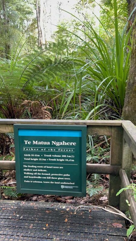 Waipoua KAURI Forest, Tane Mahuta & Museum Tour Ex Auckland - Who Should Consider This Tour?