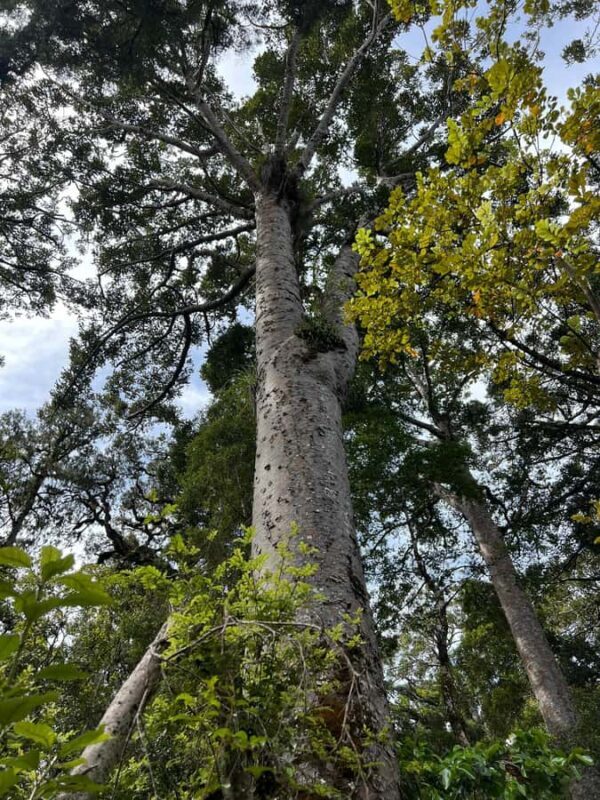 Waipoua KAURI Forest, Tane Mahuta & Museum Tour Ex Auckland - FAQ
