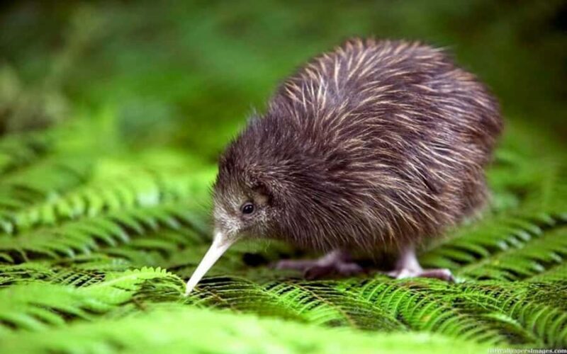 Waitomo Caves, Zealong Tea & Kiwi House Private Tour - FAQs