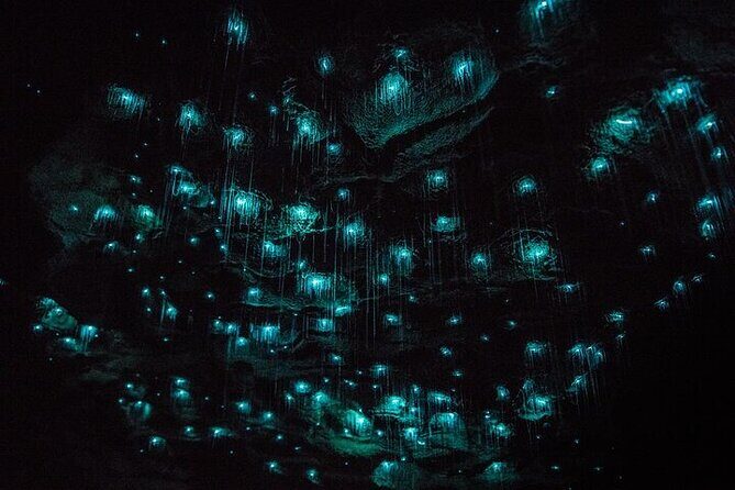 Waitomo Glow Worm Caves & Te Puia - Rotorua's Geothermal Valley - A Deep Dive into the Tour Experience