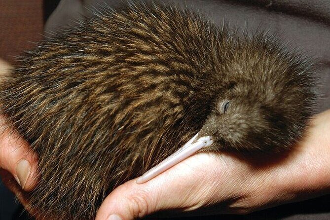 Waitomo Glow Worm Caves & Te Puia - Rotorua's Geothermal Valley - Who Should Consider This Tour?