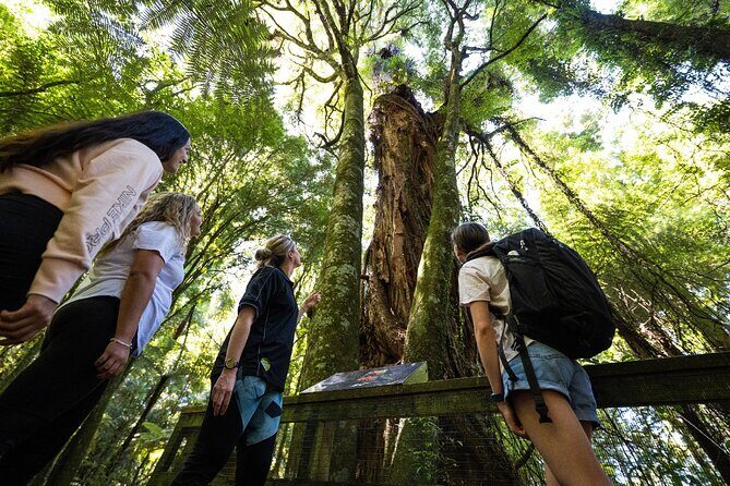 Waitomo GlowWorm cave & Sanctuary Mountain Ancient Walk Tour - FAQ