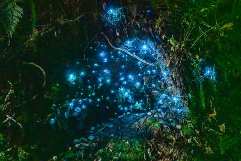 Waitomo: Glowworm Caves Guided Tour by Boat - What to Expect When Visiting