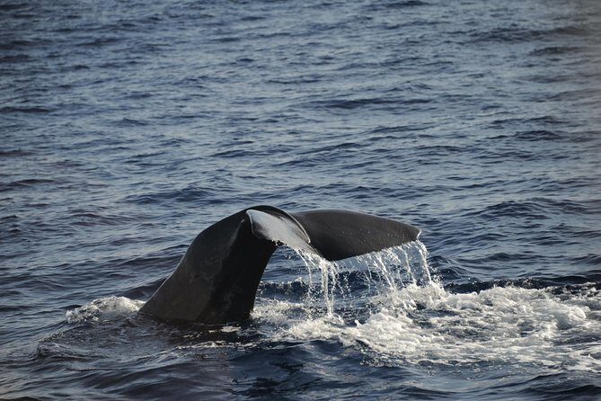 Waitukubuli Dolphin and Whale Watch in Dominica - What to Expect from the Tour