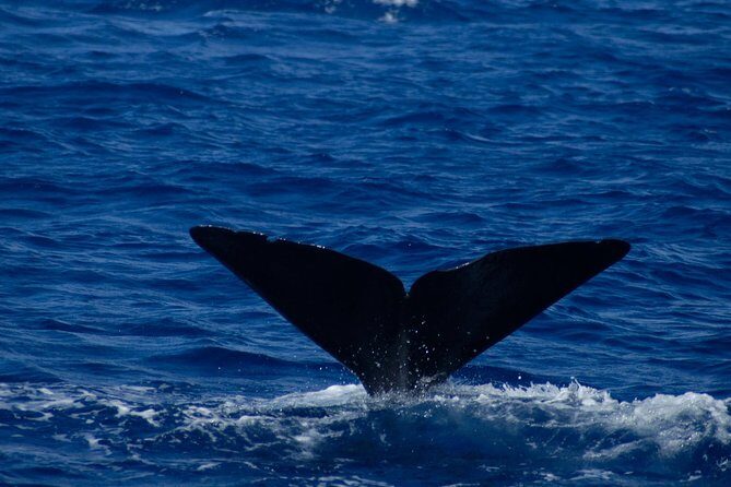 Waitukubuli Dolphin and Whale Watch in Dominica - The Sighting Opportunities