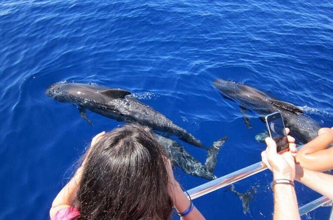Waitukubuli Dolphin and Whale Watch in Dominica - The Wildlife and Responsible Viewing