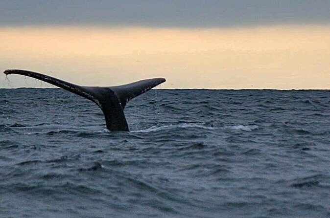 Waitukubuli Dolphin and Whale Watch in Dominica - Comfort and Gear