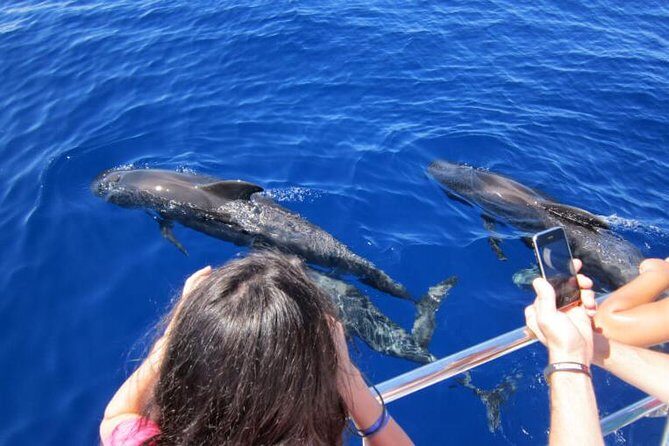 Waitukubuli Dolphin and Whale Watch in Dominica - End of the Tour