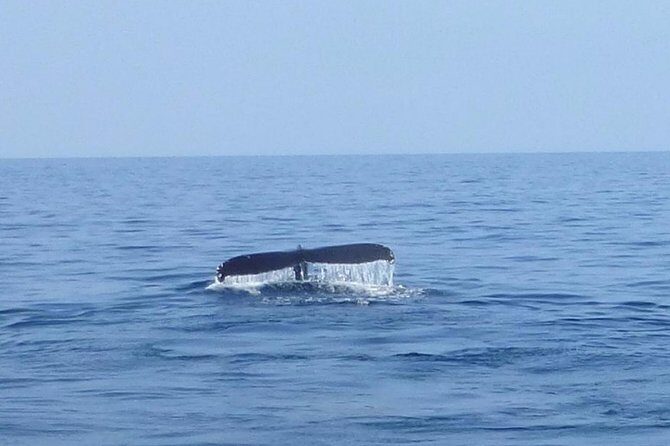 Wake Up With the Whales Cruise from Anaeho'omalu Bay - How the Itinerary Unfolds