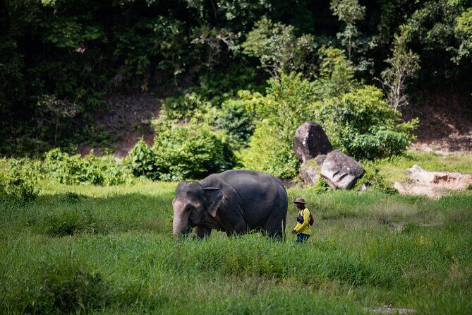 Walk and Feed at Bukit Elephant Park Phuket - A Respectful Approach to Elephant Encounters