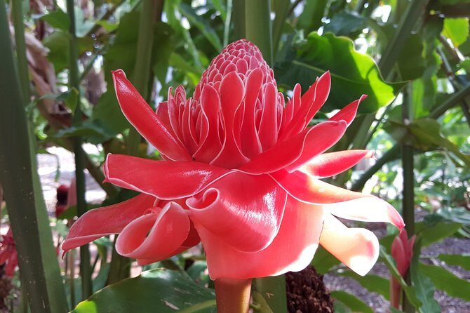 Walk the Darwin Botanic Gardens - FAQ