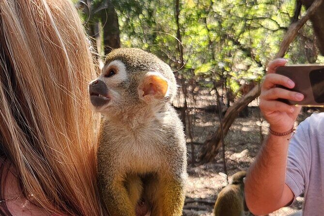 Walk with Elephants Experience plus Monkey Forest Walk - An In-Depth Look at the Tour Itinerary