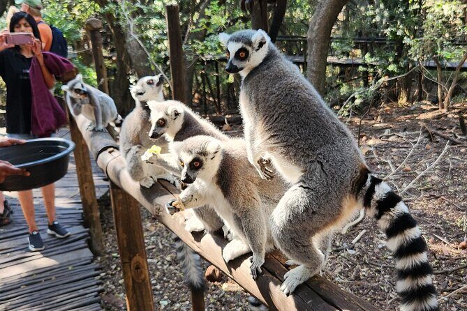 Walk with Elephants Experience plus Monkey Forest Walk - Final Thoughts