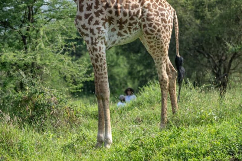 Walk With Giraffes: Entry Ticket - Introduction