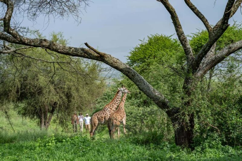 Walk With Giraffes: Entry Ticket - Key Points