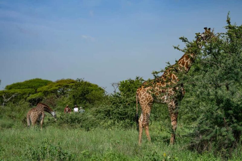 Walk With Giraffes: Entry Ticket - The Itinerary: From Welcome to Wilderness