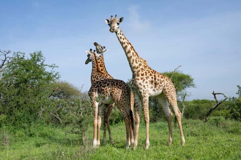 Walk With Giraffes: Entry Ticket - The Practicalities