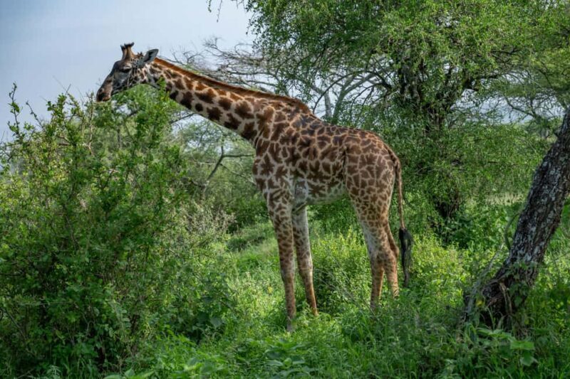 Walk With Giraffes: Entry Ticket - Authentic Reviews and Traveler Insights