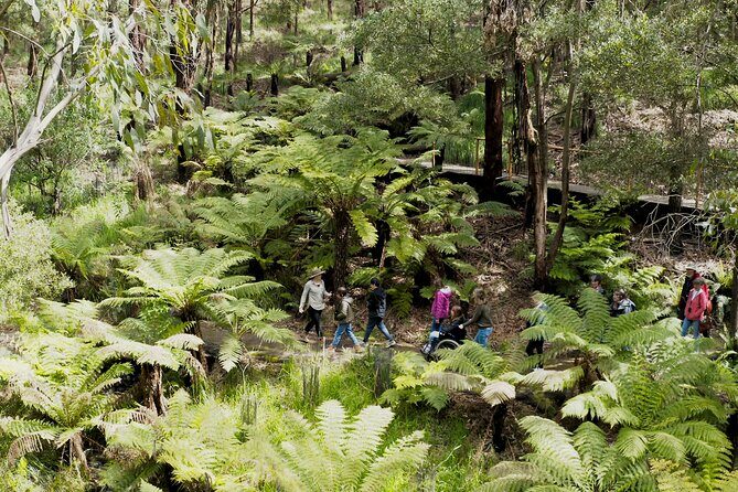 Walk with Wildlife: Guided Tour in Great Ocean Road - The Itinerary: What to Expect from the Walk