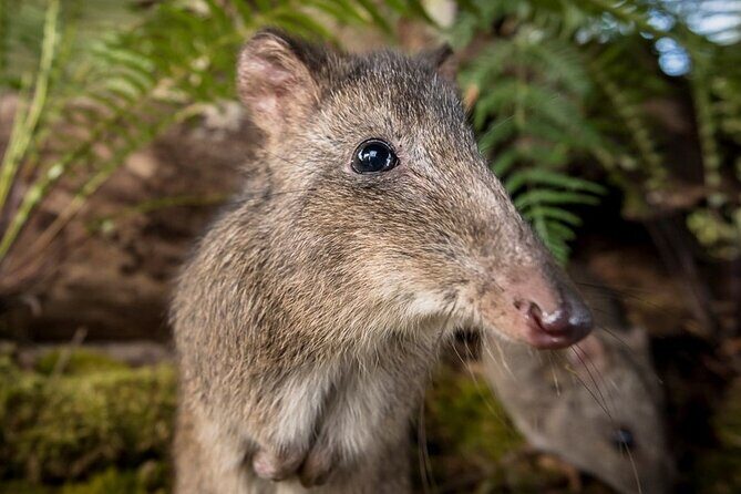 Walk with Wildlife: Guided Tour in Great Ocean Road - The Sum Up: Who Will Love This Tour?