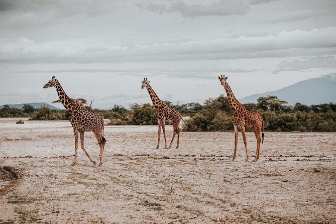 Walking Day Tour to Safari in Arusha National Park - Authentic Feedback & What Travelers Love