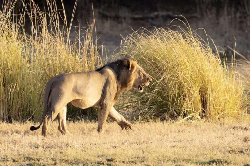 WALKING SAFARI - Exploring the Walking Safari in Zimbabwe’s Zambezi National Park