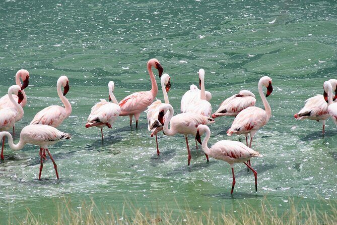 Walking safari & game drive Day trip in Arusha National park - The Sum Up