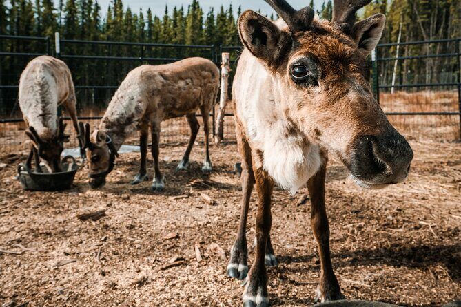 Walking with Reindeer Experience - What Is the Walking with Reindeer Experience?