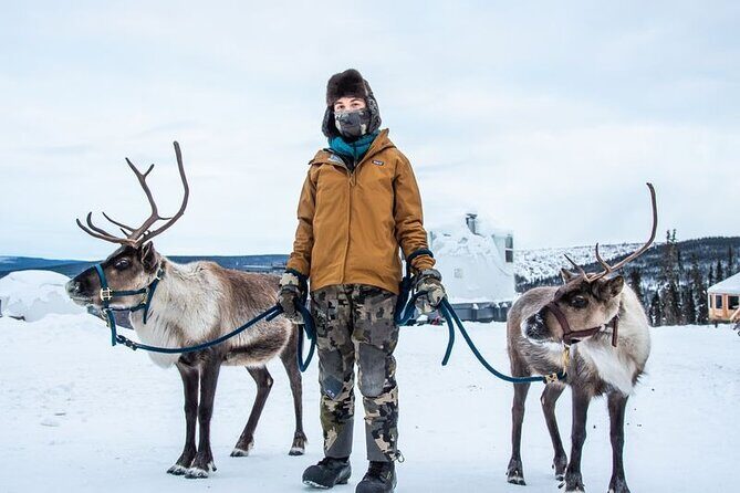 Walking with Reindeer Experience - Practical Tips for Participants